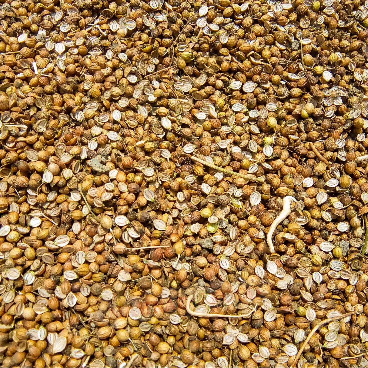 Herbs & Spice | Coriander Seed | Cooking, Curry, Soup & Pickling | 120g